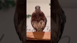The voice of the dove #dove #voice #reels #asmr #world