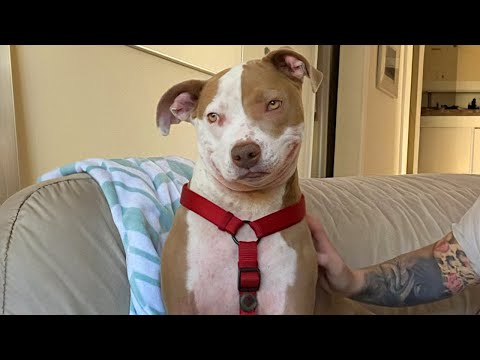 Les vidéos les plus drôles d'animaux, de chiens, de chats 2025 qui vous feront rire à en pleurer