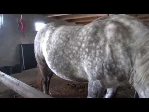 Caii Lui Pufi De La Gilau Cluj 2017