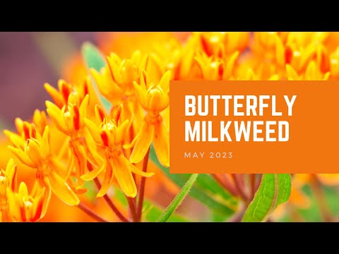 Butterfly Milkweed | Plant of the Month
