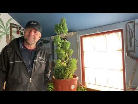 Cloud a conifer part one