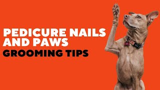 Dog Grooming - Pedicure Nails and Paws TASTER