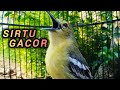 Sirtu Gacor Merangsang Emosi Lawan Ampuh Untuk Pancingan Sirtu Agar Bunyi