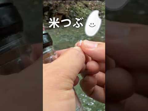 【 #渓流釣り】「米つぶ」で魚が釣れるか検証してみた！