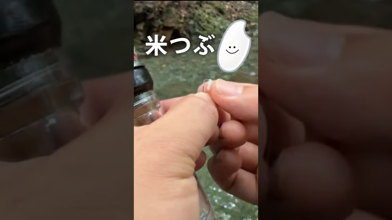 【 #渓流釣り】「米つぶ」で魚が釣れるか検証してみた！