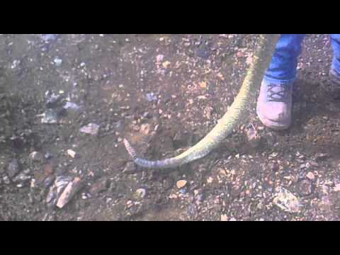 domador de cascaveles