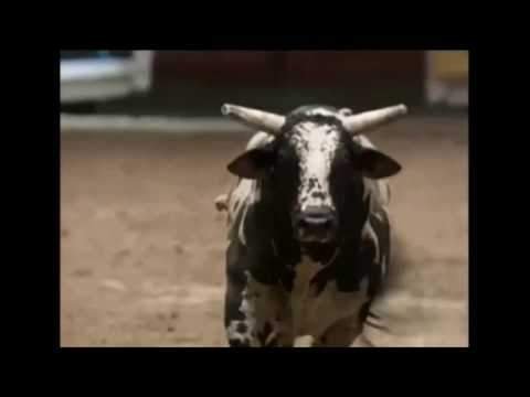 Spectacular bucks Chad Denton - 02 PBR Ft. Worth