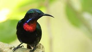 Download lagu Suara burung Kolibri ninja gacor full durasi panjang cocok buat  masteran mp3 Download lagu Suara burung Kolibri ninja gacor full durasi panjang cocok buat  masteran mp3