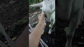 Lovely Goat in a country. Chiling out, relax in Hammock