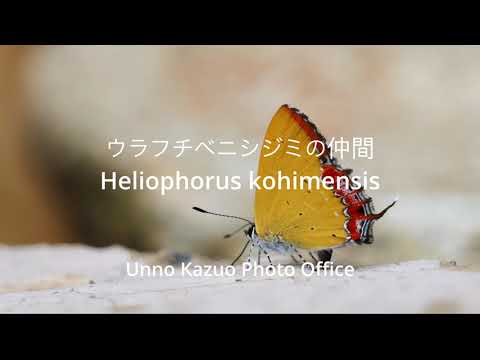 ウラフチベニシジミ の仲間　Heliophorus kohimensis