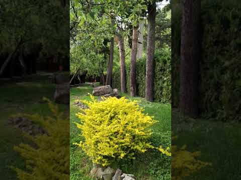 Gradina pensiunii La Cetate (Targu Neamt)/The garden from Pension La Cetate(Romania)