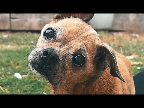 Guy keeps promise he made to dog 17 years ago