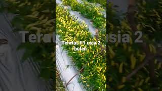 Download lagu cabe teratas F1 :) mp3