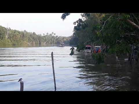 barqueiro do furo do Rio Pará do município de Curralinho