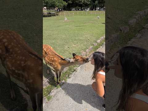 Sika Deer Nara Park #narapark #japan @BCL.COSMIN