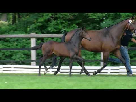 Hf v Diarado x Contendro I 2016