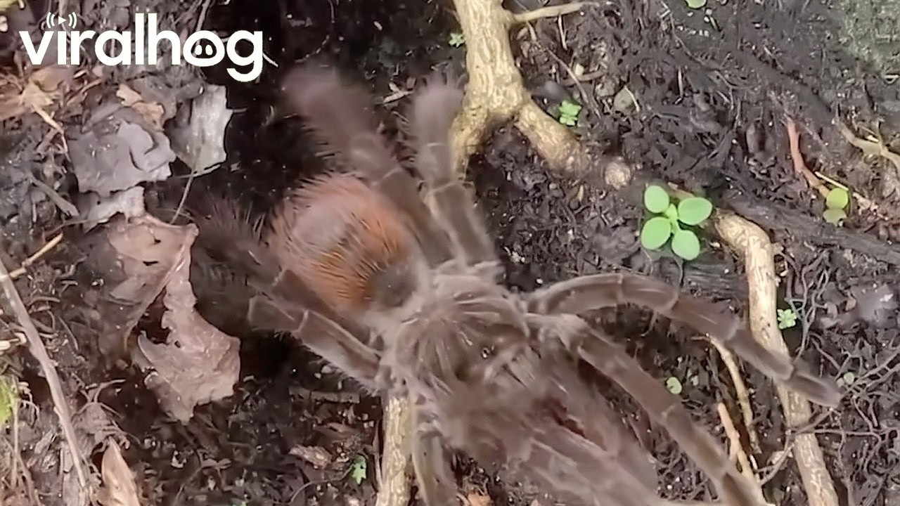Tarantula Mistakes Stick for Prey || ViralHog