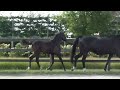 Magnifique pouliche noire Secret Lover x De Niro