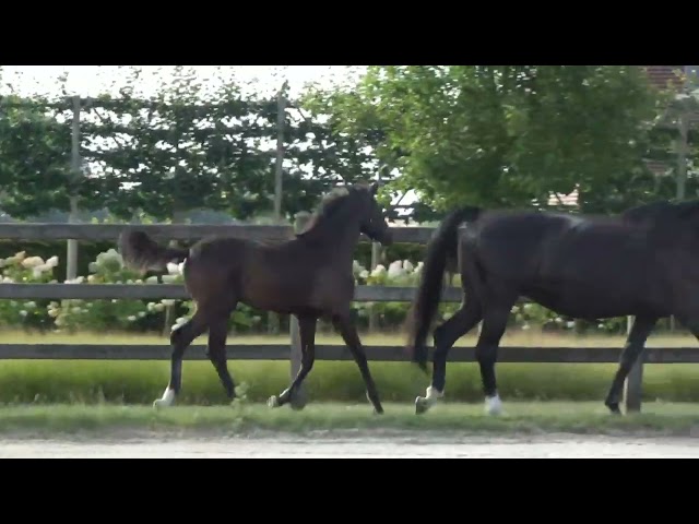 Magnifique pouliche noire Secret Lover x De Niro
