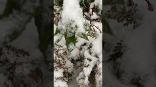 自然眺める