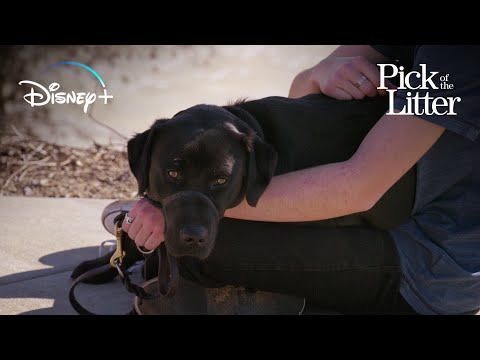 Meet Pacino and His Raisers | Pick of the Litter | Disney+