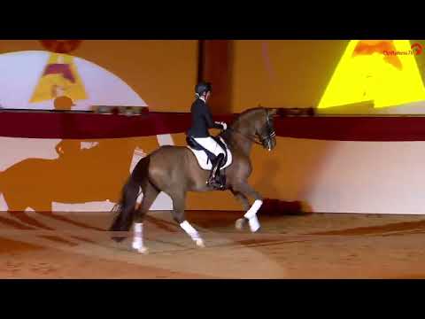 Va Bene DSP Hengstgala 2023