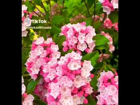 Mountain laurel (Kalmia latifolia) pink flowers🌸🌸