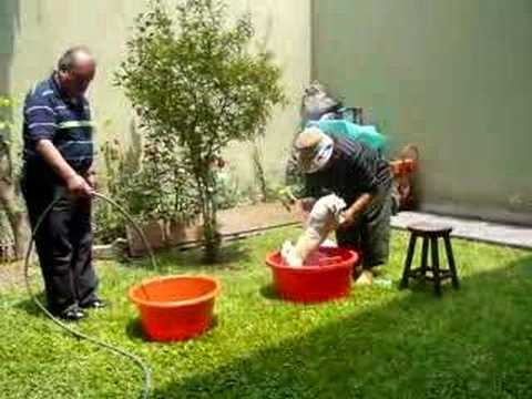 Mama bañando a los perritos