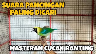 Download lagu SUARA PANCINGAN CUCAK RANTING JANTAN || CUCAK RANTE GACOR mp3