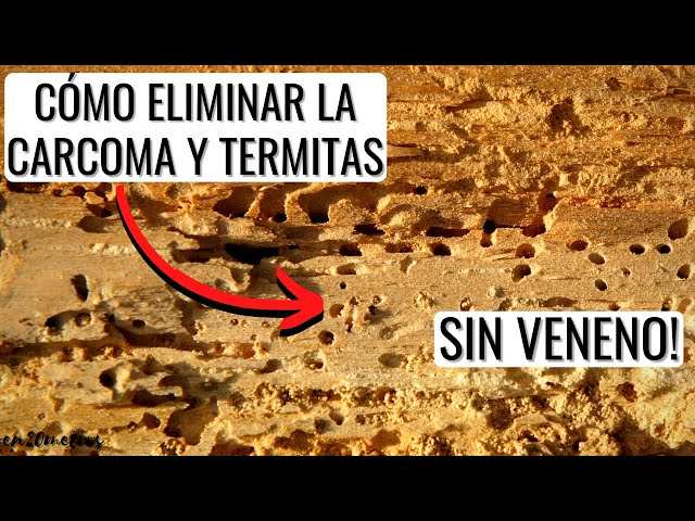 Vídeo relacionado con Peyca Corpol 750ml - Protector de Madera y Mata carcoma, Tratamiento Anti Polilla con permetrina