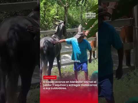 El Copey avanza en bienestar animal al jubilar 11 equinos y entregar motocarros a sus cuidadores.