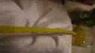 zigenarliv dreamin, stormestaren.blogg.se