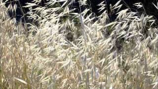 cassandra wilson watch the sunrise