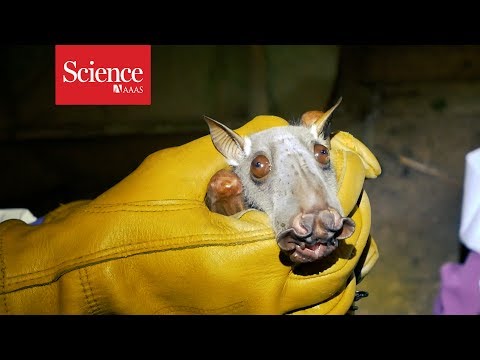 Hunting for Ebola among the bats of the Congo