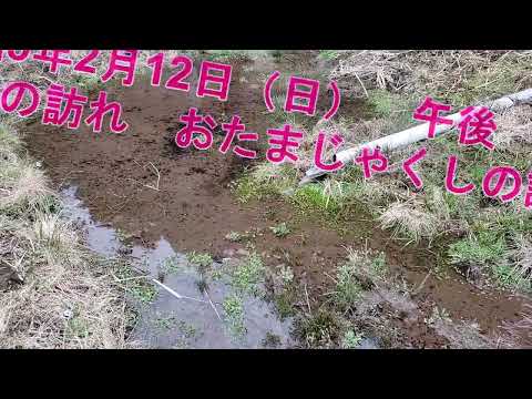 学校教育課程 おたまじゃくし！SDGs環境保護！小学生の皆さん，自然観察をＧＷにしよう！生命力感じる春の訪れ　おたまじゃくしが数万匹誕生です。卵からおたまじゃくしが，生まれる様子がすごい！生命力を感じます。