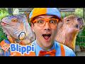 Blippi Becomes A Zookeeper