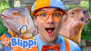 Blippi Becomes a Zookeeper! 🐢
