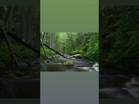 Attilio Ariosti - The Stockholm sonatas, Vol. 3