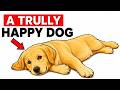 10 Signs Your Indoor Dog Is Leading A Truly Happy Life