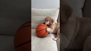 Download lagu Heard they're casting for the new Air Bud... put me in coach! 🏀🐾  #goldenretriever #puppy #airbud mp3