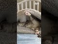 Time For A Little Cat Nap Afv Cats Funnyvideos Shorts