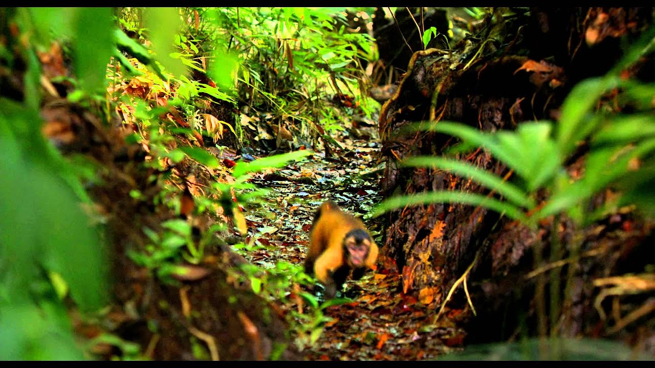 Miniature de la vidéo AMAZONIA - Bande Annonce VF du film Amazonia