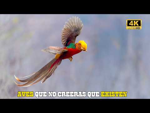 BIRDS: STRANGE, RARE, BEAUTIFUL, AND LEGENDARY | DOCUMENTARY Episode 1