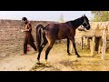 Horse Poop Horse Peeing Horse Pee