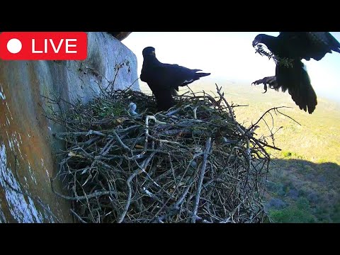 Watch a Black Eagle Chick Grow & Fledge - Live from Selati Game Reserve