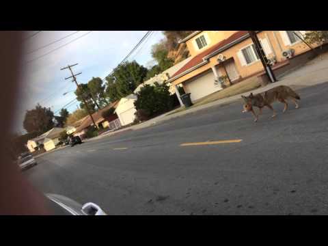 Yote in the SGV