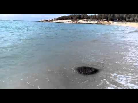 Intisar's way to freedom 1