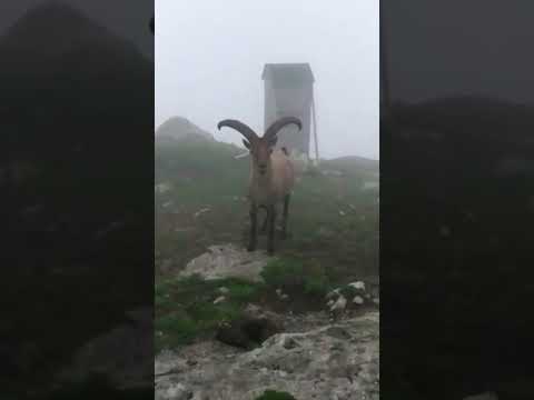 , title : 'Дикий тур. mountain goat. Russia, Caucasus Mountains , Karachay Cherkessia, Dombay, Домбай'