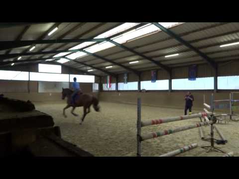 stallion, 2009, (Calido)