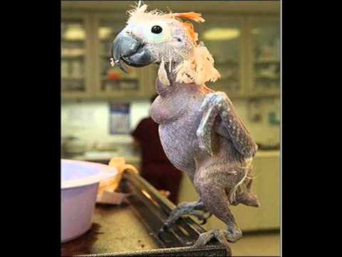 Monkata, Kaisieva Gradina & BAHTKA - Pilenca proskubani